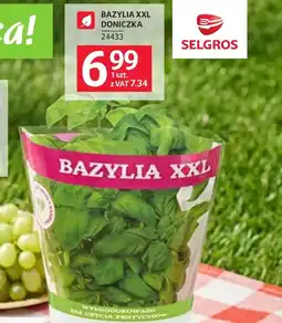 Selgros Bazylia Selgros oferta