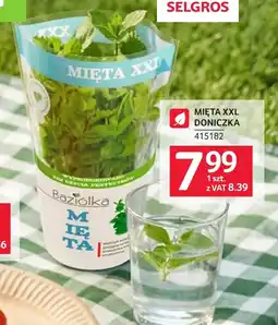 Selgros Mięta Baziołka oferta