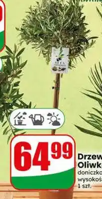Dino Drzewko Oliwka oferta