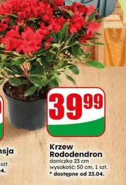Dino Krzew Rododendron oferta