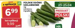 Stokrotka POLSKIE OGÓRKI SZKLARNIOWE oferta