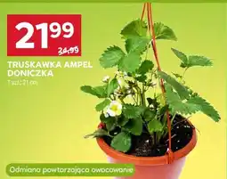Stokrotka TRUSKAWKA AMPEL DONICZKA oferta