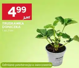 Stokrotka TRUSKAWKA DONICZKA oferta