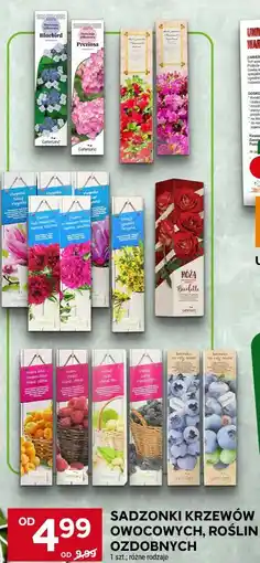 Stokrotka Kwietniowy ogród oferta