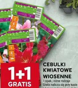 Stokrotka CEBULKI KWIATOWE WIOSENNE oferta