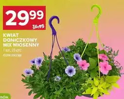 Stokrotka KWIAT DONICZKOWY MIX WIOSENNY oferta