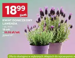 Stokrotka KWIAT DONICZKOWY LAWENDA oferta