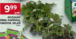 Stokrotka ROZSADY OGÓREK, PAPRYKA, POMIDOR, SELER oferta