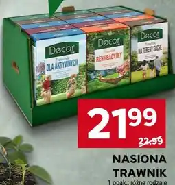 Stokrotka NASIONA TRAWNIK oferta