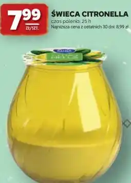 Stokrotka ŚWIECA CITRONELLA oferta