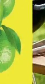 Stokrotka NAPÓJ HORTEX oferta