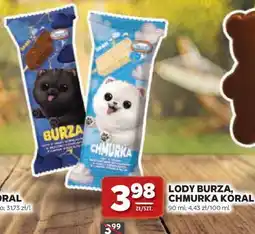 Stokrotka LODY BURZA, CHMURKA KORAL oferta