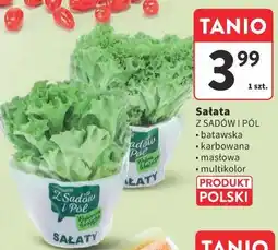 Intermarche Sałata oferta