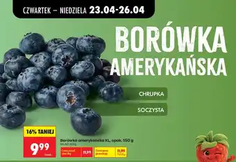 Biedronka Borówka amerykańska XL oferta