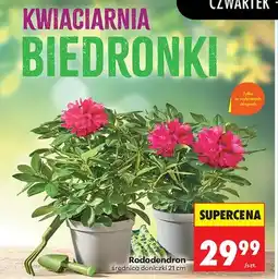 Biedronka Rododendron średnica doniczki 21cm oferta