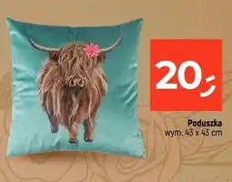 Dealz Poduszka 43x43cm oferta