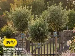 Castorama Oliwka europejska oferta