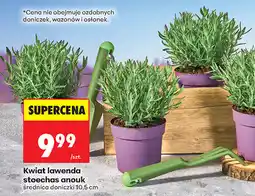 Biedronka Kwiat lawenda stoechas anouk średnica doniczki 10,5 cm oferta
