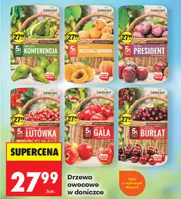 Biedronka Drzewa owocowe w doniczce oferta