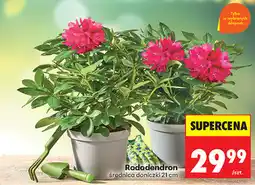Biedronka Rododendron średnica doniczki 21 cm oferta