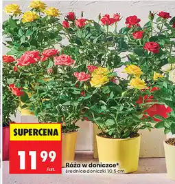 Biedronka Róża w doniczce średnica doniczki 10,5 cm oferta