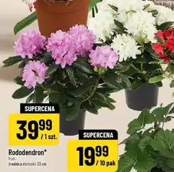 Polomarket Rododendron oferta
