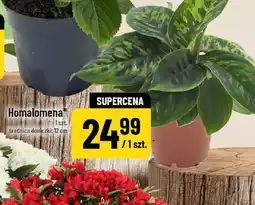 Polomarket Homalomena oferta