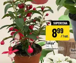 Polomarket Fuksja oferta