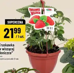 Polomarket Truskawka wisząca oferta