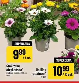 Polomarket Rośliny rabatowe oferta