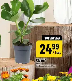 Polomarket Clusia oferta