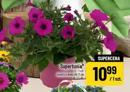 Polomarket Supertunia oferta
