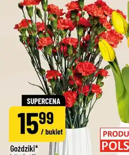 Polomarket Goździki oferta