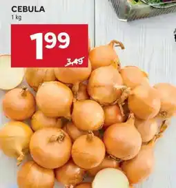 Stokrotka Market Cebula oferta