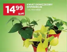 Stokrotka Market Kwiat doniczkowy Epipremium oferta