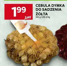Stokrotka Market Cebula dymka do sadzenia żółta oferta