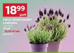 Stokrotka Market Kwiat doniczkowy lawenda oferta