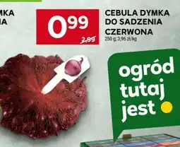 Stokrotka Market Cebula Dymka do Sadzenia Czerwona oferta