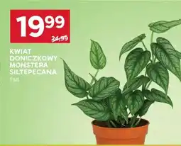 Stokrotka Market Kwiat doniczkowy Monstera Siltepecana oferta