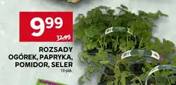 Stokrotka Market Rozsady Ogórek, Papryka, Pomidor, Seler oferta