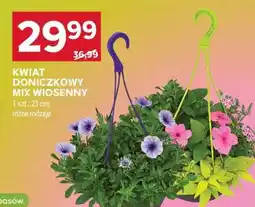 Stokrotka Market Kwiat doniczkowy mix wiosenny oferta