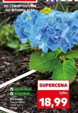 Kaufland Hortensja oferta