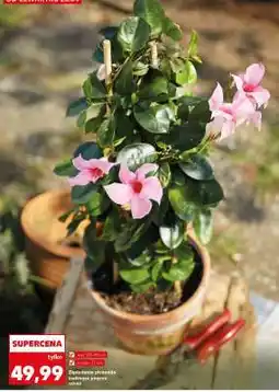 Kaufland Dipladenia piramida kwitnąca pnącze oferta