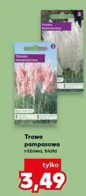 Kaufland Trawa pampasowa oferta