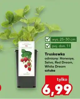 Kaufland Truskawka oferta