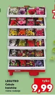 Kaufland LEGUTKO Cebule kwiatów oferta