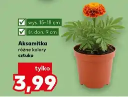 Kaufland Aksamitka oferta