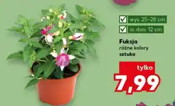 Kaufland Fuksja oferta