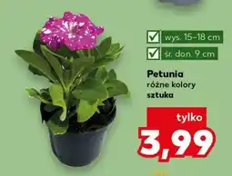 Kaufland Petunia oferta