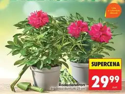 Biedronka Rododendron oferta